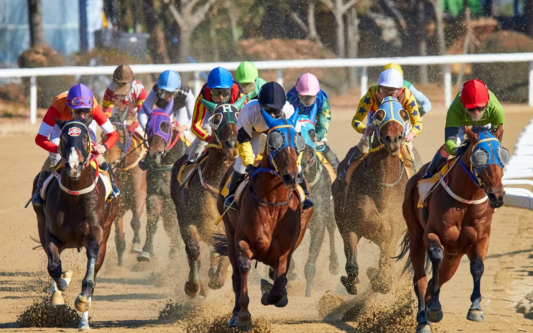 A full field of racehorses and jockeys charging head-on down a dirt track