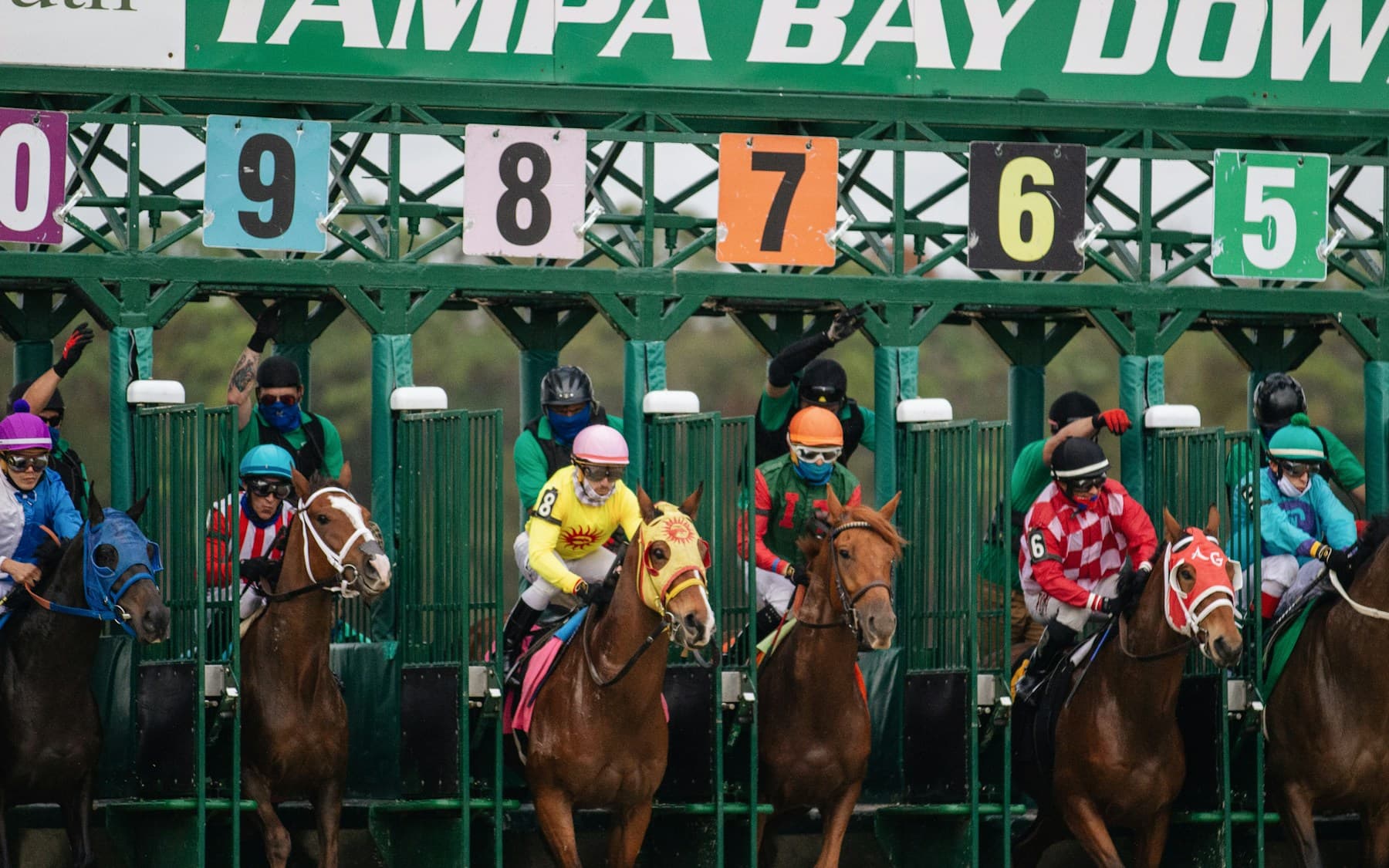 Racehorses and jockeys breaking from the starting gate at Tampa Bay Downs